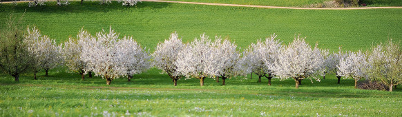 Newsletter April 2025